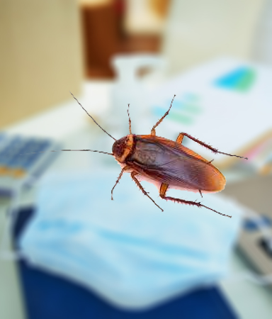 Cockroach Control