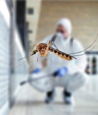 Mosquito Control