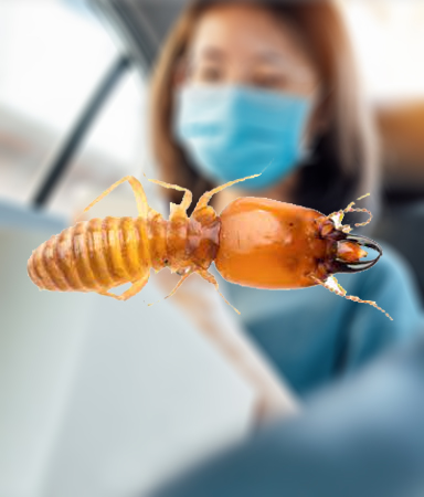 Termites Control