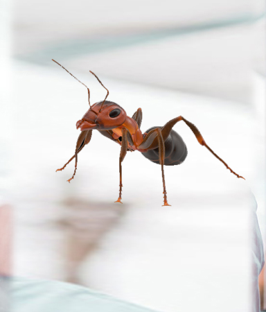 Ants Control